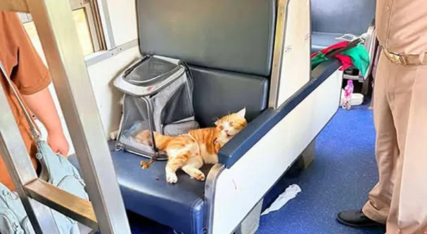 Мировые новости - Севастополь — не вторая Ялта. Профессор Ирхин в «Бегущем по лезвию» ForPost