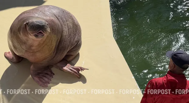 Новости Крыма - 