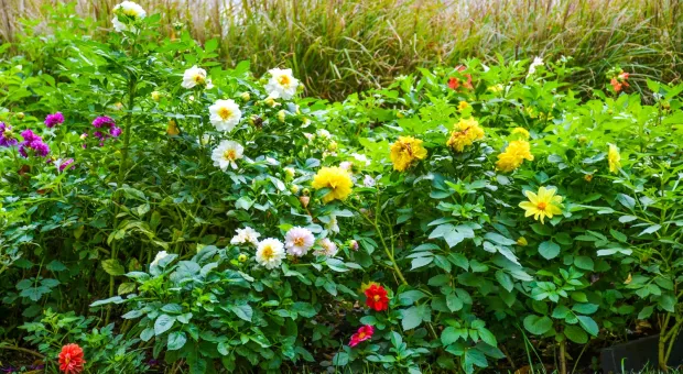 Новости Севастополя - 