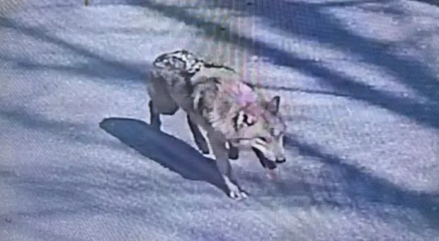 Мировые новости - 