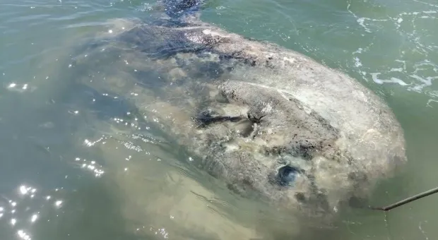 Мировые новости - 