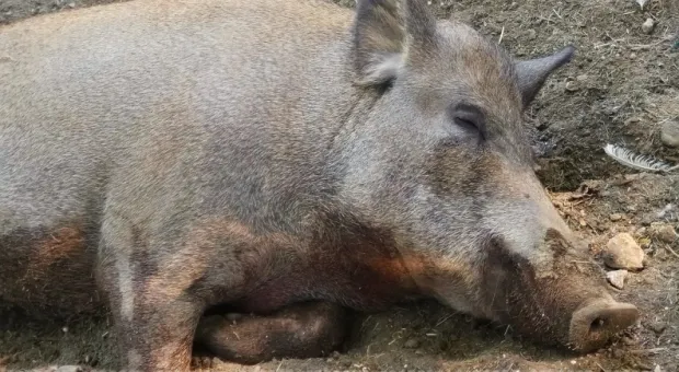 Мировые новости - 