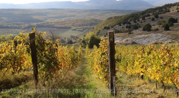 Новости Севастополя - Севастополь наращивает виноградники несмотря на уже рекордные площади