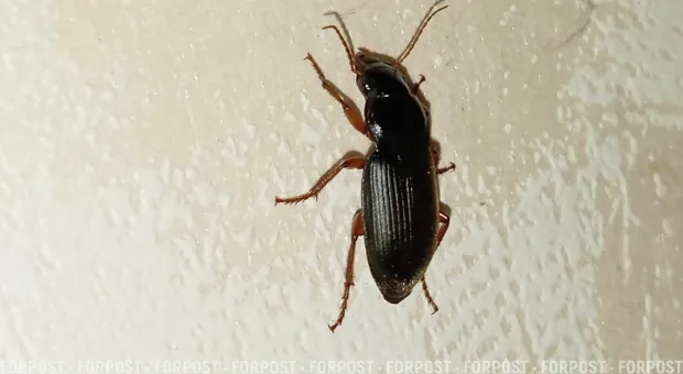 Мировые новости - 