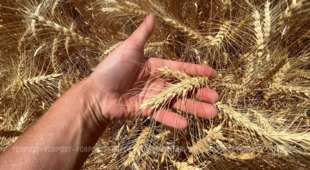 Новости Севастополя - Сады Крыма подарят осенью больше 25 тонн груши