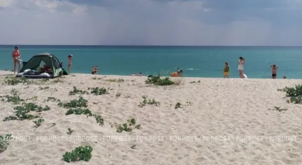 Колючая охранница песчаных пляжей западного Крыма исчезает из-за отдыхающих