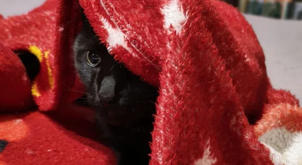 Как успокоить питомцев во время воздушных атак