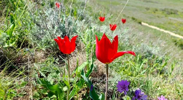 Не только на Опуке: где ещё в Крыму можно найти поляны диких тюльпанов
