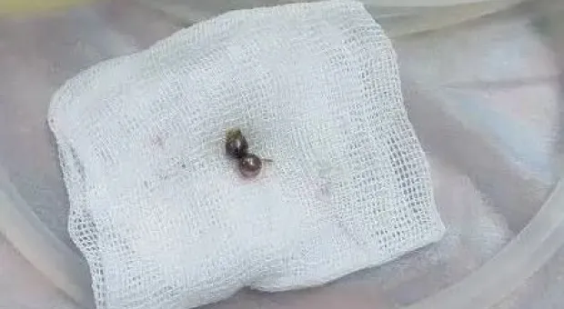 Новости Севастополя - 