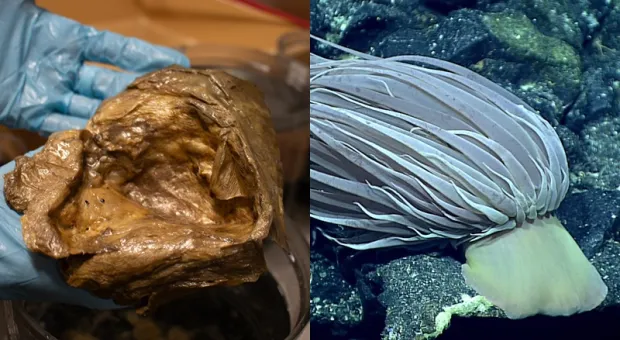 Мировые новости - 