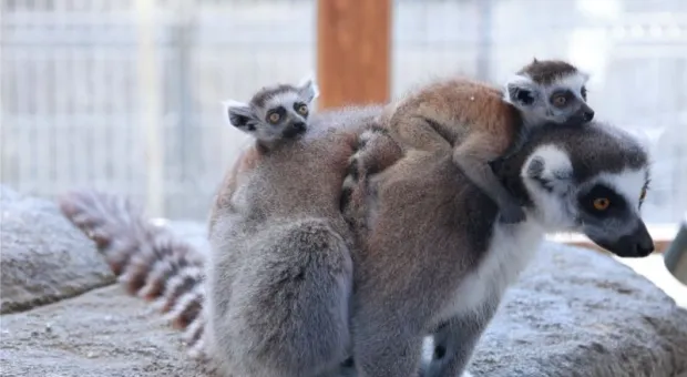 Новости Крыма - 