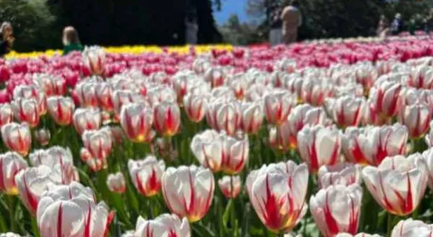 Новости Крыма - 