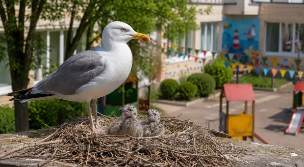 Новости Севастополя - 