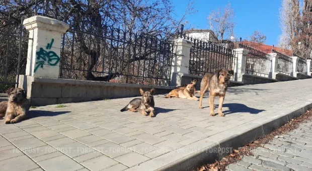 Зооконфликт в Севастополе может оставить бездомных животных без помощи