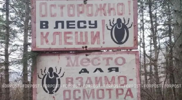 Крымчан и севастопольцев стали реже кусать клещи