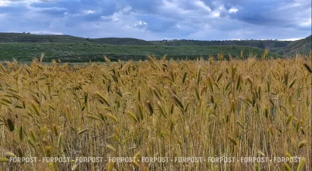 Новости Севастополя - 