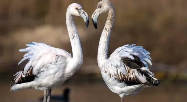 Новости Севастополя - История Русской весны. 24 февраля