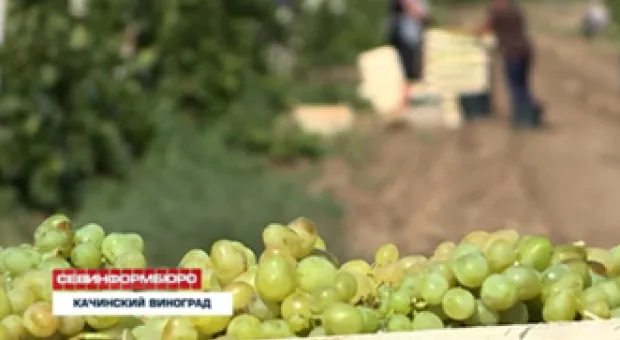 В Севастополе началась уборка винограда