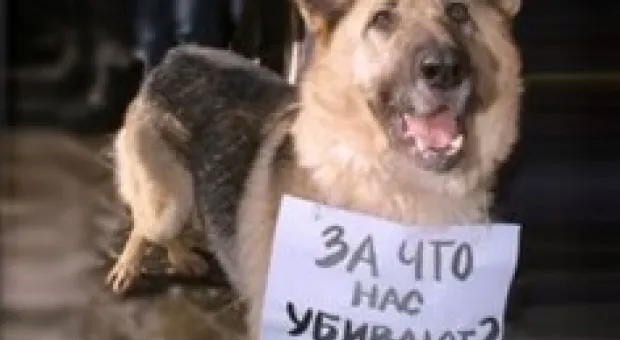 Новости Севастополя - Повестки в суд для владельцев спутниковых антенн.