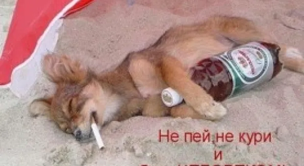 Мировые новости - В Донецке живет кот-гигант. Его вес 17 килограммов