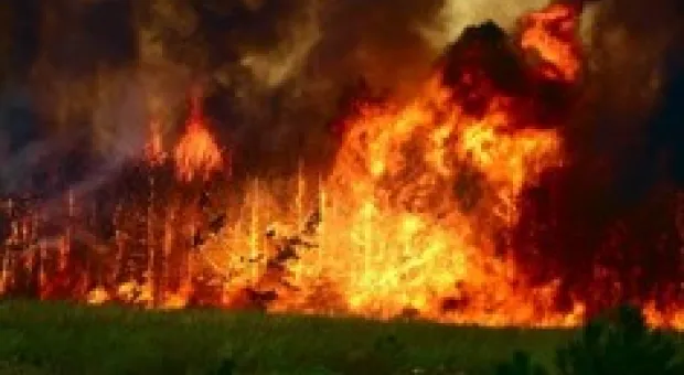 Новости Севастополя - В ООО «Агрофирма «Золотая балка полным ходом идет уборка винограда