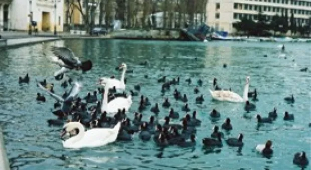 Новости Севастополя - Местные выборы — 2010. Состав Гагаринского районного в городе Совета