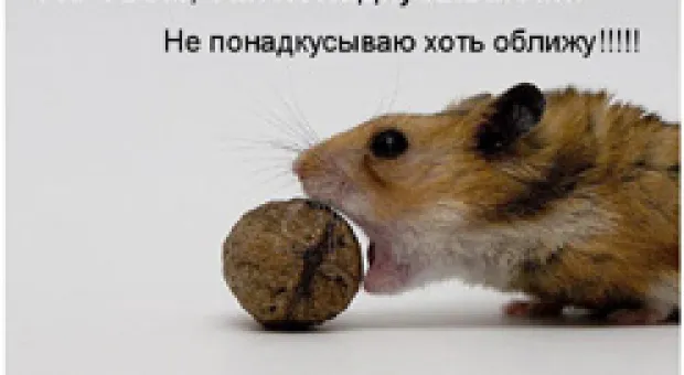 Новости Севастополя - Сотрудникам госрыбоохраны угрожают. Они просят севастопольскую милицию обеспечить безопасность инспекторов