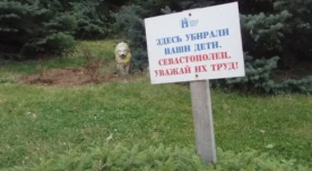 Новости Севастополя - Севастопольские власти привели в порядок дерево, покалечившее девушку на Приморском бульваре