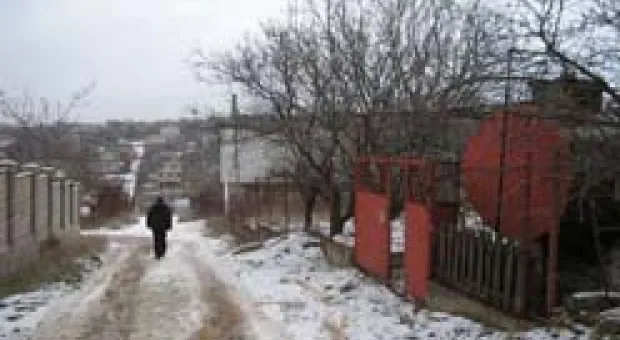 Новости Севастополя - В Крыму – нашествие волков: "серые" спокойно разгуливают улицами и едят коров