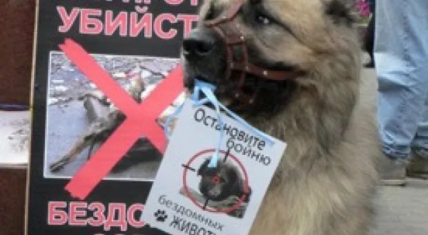 Каждую неделю в Москве от рук догхантеров гибнет от 20 до 30 собак