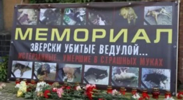 Мировые новости - Дубль Шевченко принёс Украине волевую победу над Швецией
