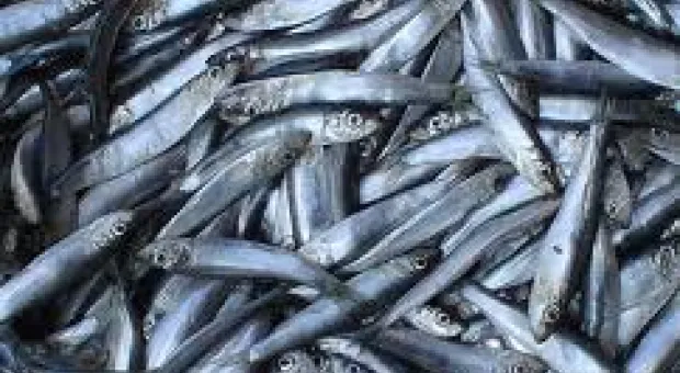 Севастопольские рыбаки обеспокоены тем, что в Черном море мельчает промысловая рыба, и ее становится все меньше