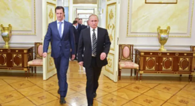 Мировые новости - Нашествие «вонючек» в Севастополе: закрываем окна и балконы