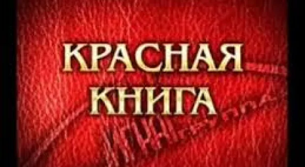 Новости Севастополя - Севастопольские «бомжи» среди белого дня грабят Херсонес