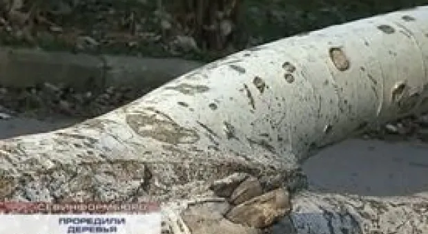 Новости Севастополя - Ровных дорог в Севастополе менее 30% — администрация президента РФ