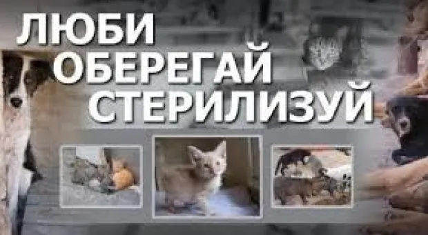 Новости Севастополя - "Куры сгорели — 50 штук, одна спаслась– молодец, выскочила". Су-25 потерпел крушение в Приморье