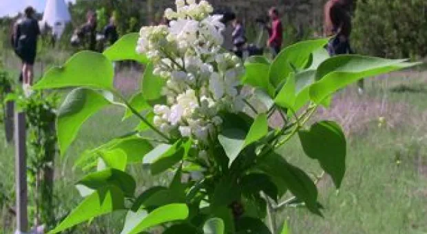 Новости Севастополя - «Это не последний случай и не первый»: в Севастополе госавтоинспекция не приехала за пьяным водителем