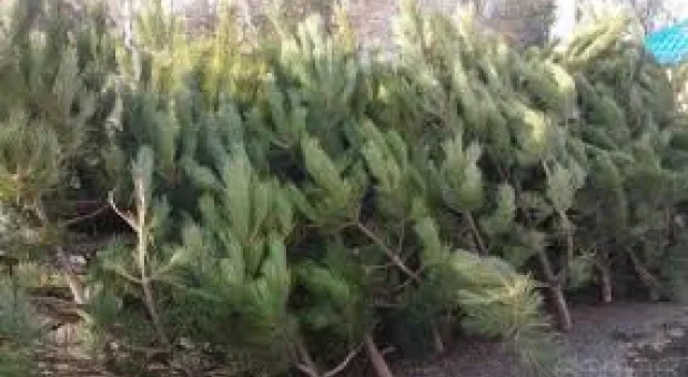 Новости Севастополя - Выходные в Севастополе: погода хоть куда и есть куда пойти