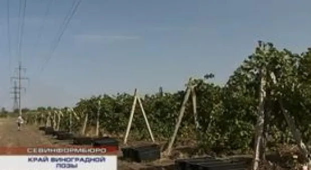 Новости Севастополя - 