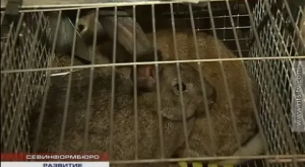 Новости Севастополя - 