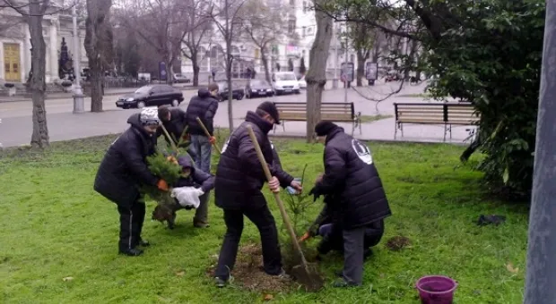 В Севастополе откликнулись на призыв к «посадкам чиновников», но пока тренировались на елках