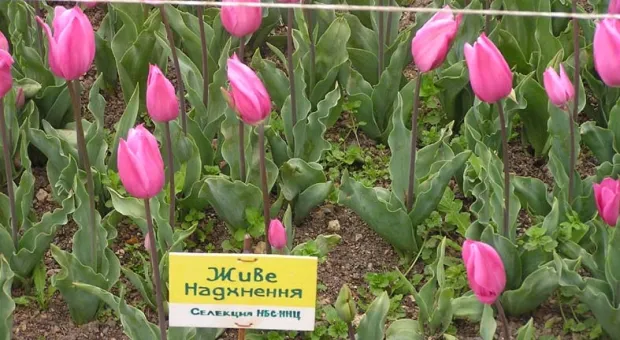 Тюльпановое море, белка и Сталин в Никитском