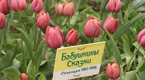 Тюльпановое море, белка и Сталин в Никитском