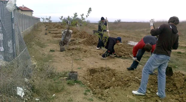 15 октября активисты общественной организации «Развитие Севастополя» совместно с местными жителями высадили 30 платанов вдоль дороги к морю в п. Любимовка