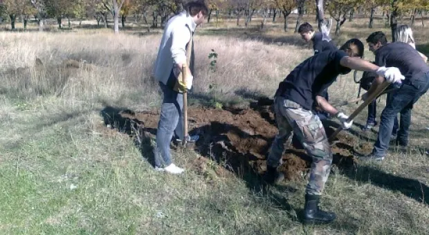 23 октября активисты ОО «Развитие Севастополя» высадили 58 саженцев клена на Северной стороне в Учкуевском парке