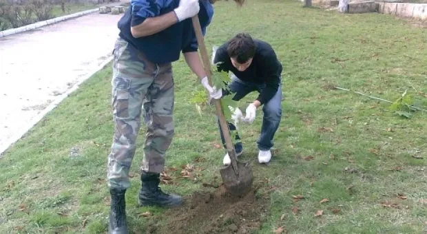 26 октября активисты ОО «Развитие Севастополя» совместно с сотрудниками Севастопольской станции юных техников высадили на территории станции саженцы клена и саженцев розы