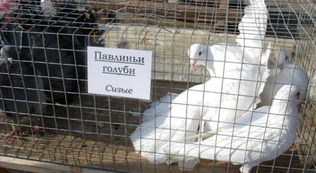 В Севастополе открылась ІІ Всеукраинская выставка-ярмарка голубей и певчих птиц