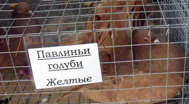 В Севастополе открылась ІІ Всеукраинская выставка-ярмарка голубей и певчих птиц