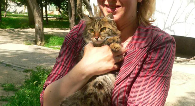 В Севастополе спасатели снова снимали с дерева перепуганную кошку