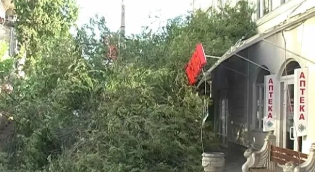 На улице Очаковцев упало старое дерево, повредило троллейбусную линию и ближайшие здания